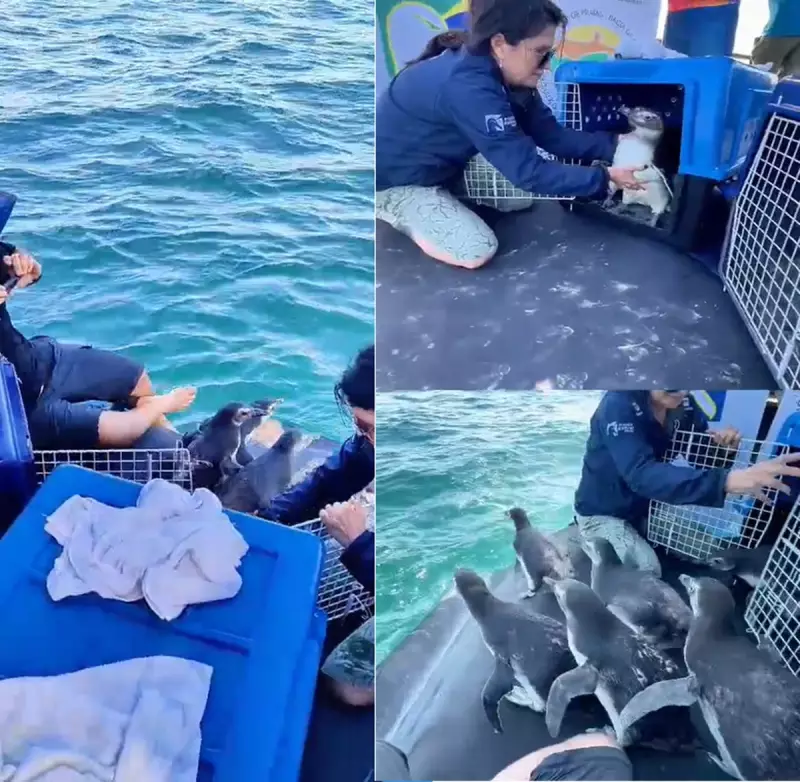 8 pinguins-de-Magalhães retornam ao mar após reabilitação em Arraial do Cabo