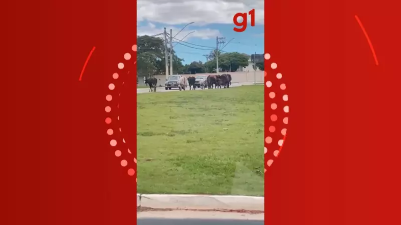 8 vacas invadem avenida nobre de São José dos Campos e atrapalham trânsito