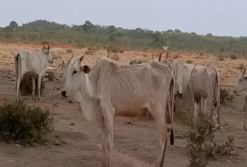 8.800 bovinos em estado crítico investigados por maus-tratos em MS