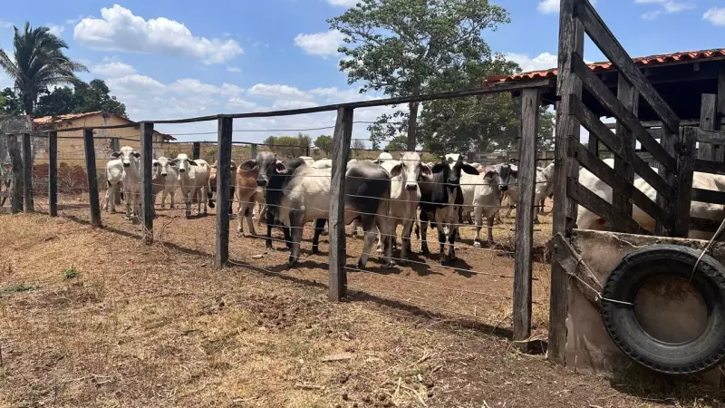 AGED inicia recadastramento obrigatório de produtores rurais no MA: prazos e como regularizar sua situação