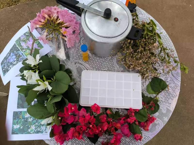 Agricultura orgânica fortalece segurança alimentar no oeste paulista