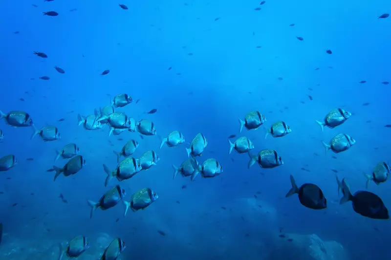 Alerta Científico: Mineração em Alto Mar Pode Desencadear Colapso na Cadeia Alimentar dos Oceanos