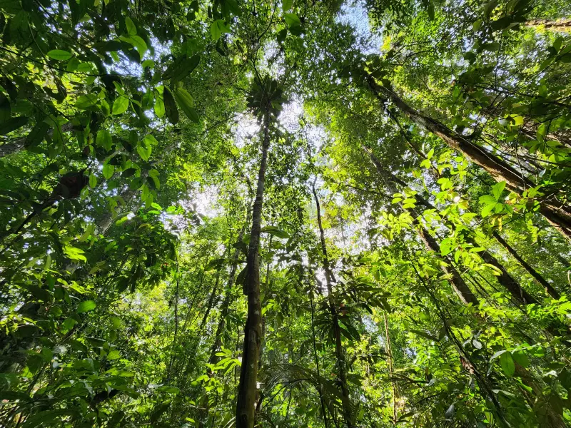 Amapá lidera redução do desmatamento na Amazônia com queda de 48%