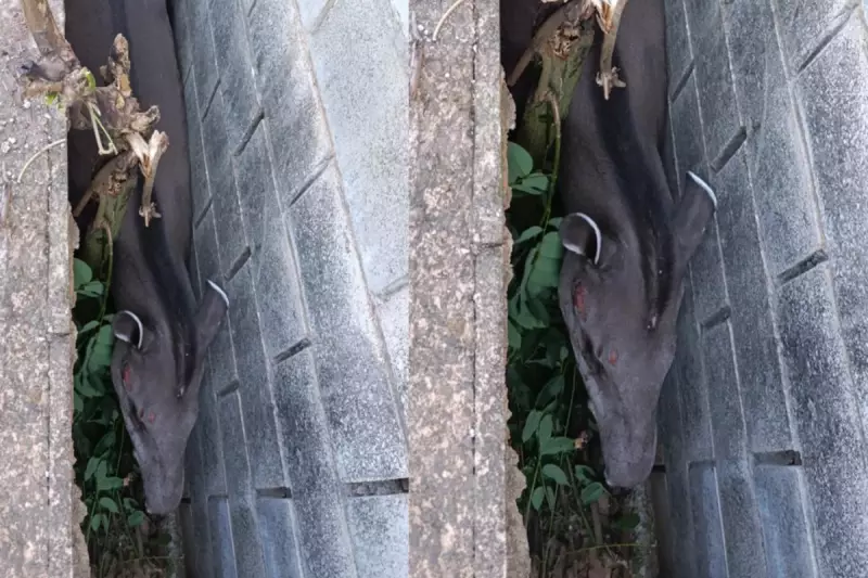 Anta de 250 kg é resgatada de corredor estreito em Campo Grande