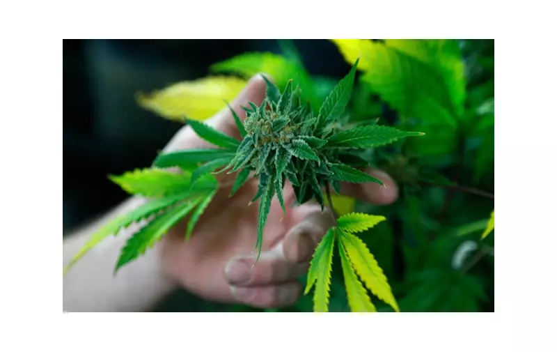 Anvisa autoriza Embrapa a pesquisar cultivo de cannabis para ciência