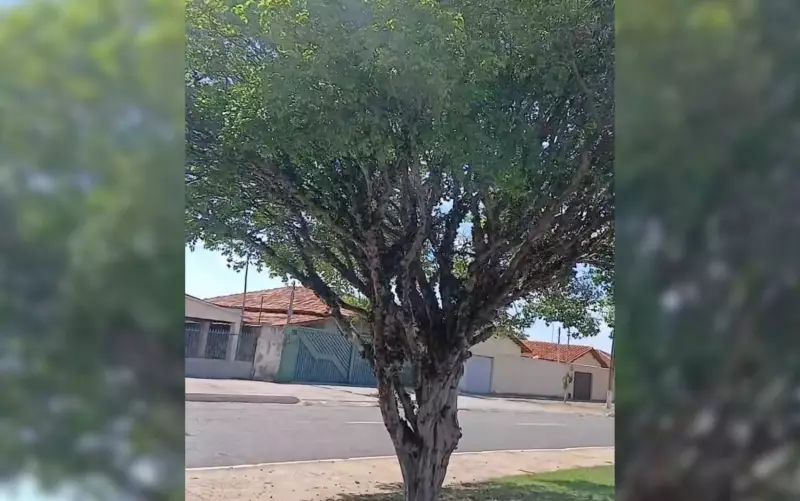 Avenida das Jabuticabeiras: Rua em Goiás se torna atração turística com árvores carregadas de frutos