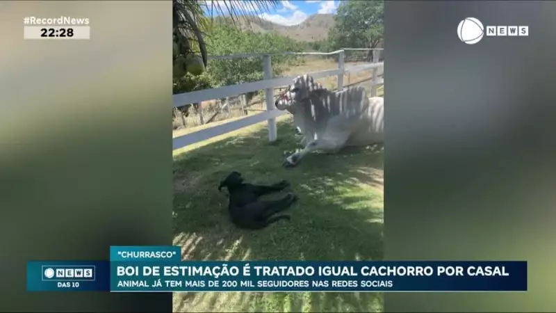 Boi Churrasco vira pet em chácara do RJ e conquista redes sociais