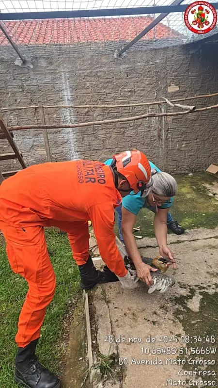 Bombeiros resgatam curicaca ferida em Confresa (MT)
