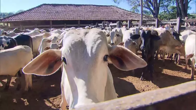 Brasil Amplia Fronteiras: Acordos Históricos Abrem Mercado Agrícola para Três Novos Países