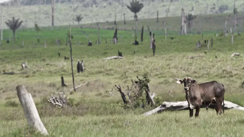 Brasil lança iniciativa Raiz na COP30 para recuperar 1 bilhão de hectares