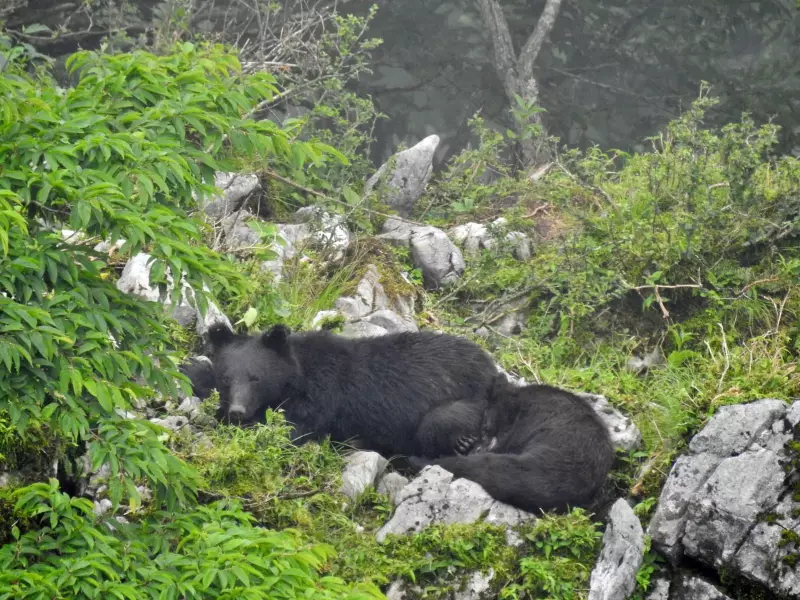 Brasileira fotografa ursos e águias raras no Japão em expedições