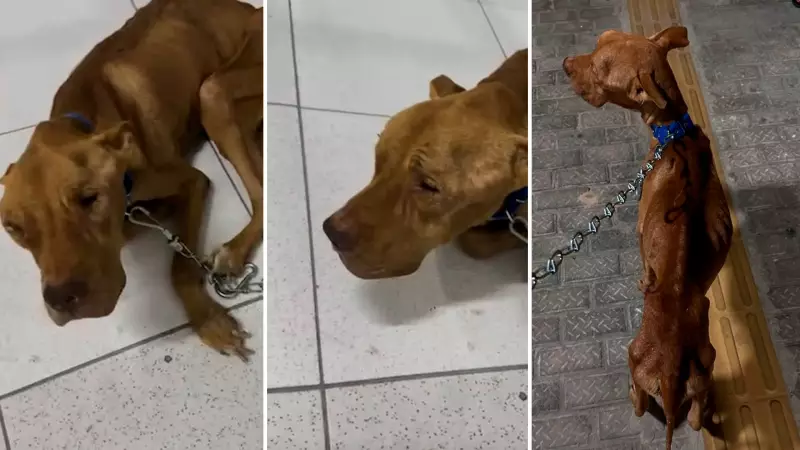 Cachorro resgatado com maus-tratos em Parnaíba: caso choca o Piauí