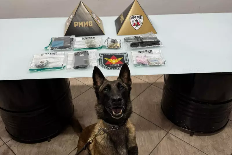 Cadela Perla auxilia prisão por tráfico e apreensão de drogas em Valadares