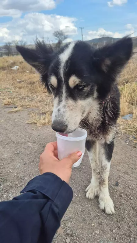 Cadela resgatada com ferimento grave no pescoço em Bezerros