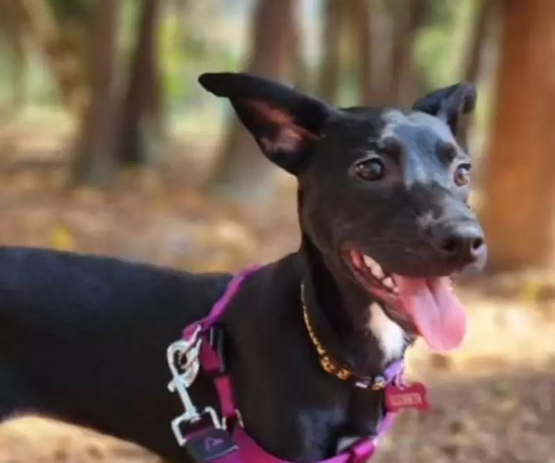 Cadelinha Elizabeth é encontrada morta após 2 meses desaparecida em SP