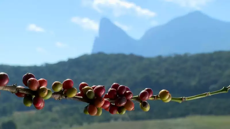 Café Conilon no Frio: Pesquisa Inédita no ES Quebra Paradigma e Testa Cultivo em Alta Altitude