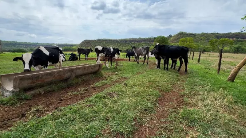 Cana-de-açúcar vira ração: pecuaristas inovam e reduzem custos na alimentação do gado