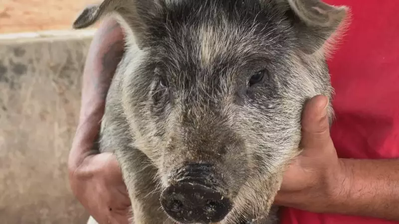 Carne suína lidera Ceias de Natal 2025 com alta de 33,4% no consumo