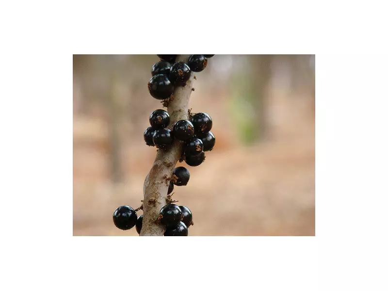 Casca da jabuticaba reduz inflamação e melhora foco, diz estudo