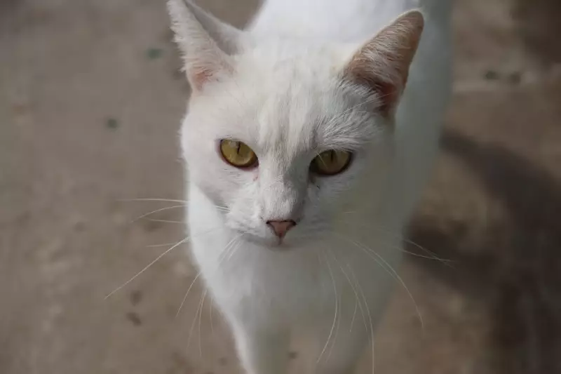 Castração gratuita e microchipagem para pets em Sorocaba em dezembro