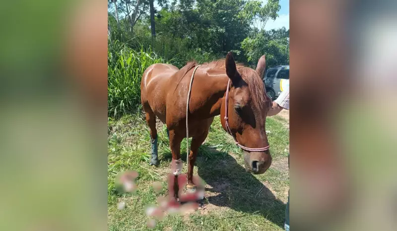Cavalo é resgatado com ferimentos graves após acidente em rodovia de SP