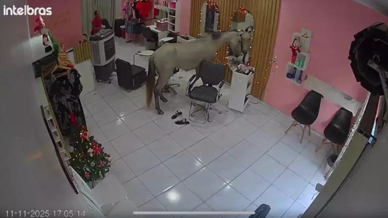 Cavalo invade salão em Teresina e observa próprio reflexo no espelho