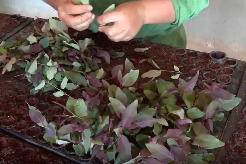 Celulose lidera exportações de MS em 2025 com 5,8 milhões de toneladas