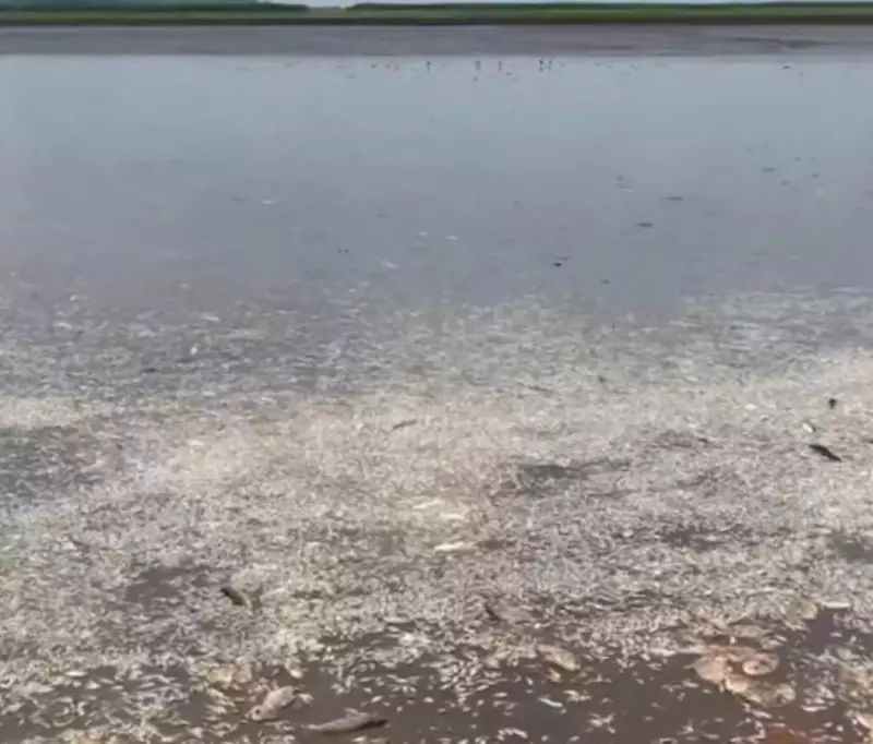Centenas de peixes morrem em lago do MA; seca é principal suspeita