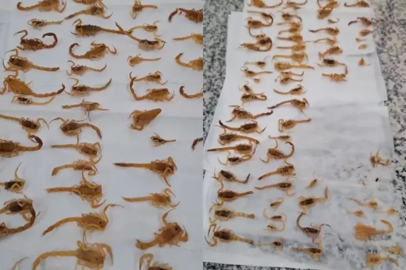 Cerca de 100 escorpiões são encontrados em dedetização de residência em MS; caso choca moradores