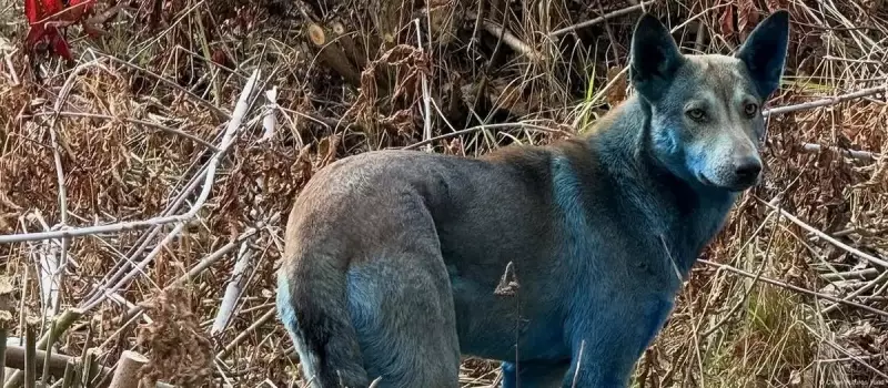 Cães Azuis de Chernobyl: O Incrível Mistério Genético na Zona de Exclusão