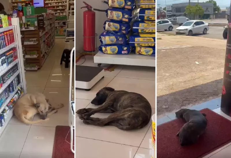 Cães buscam refúgio do calor em farmácias de Palmas