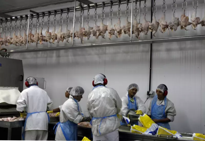 China reabre mercado para frango brasileiro após suspensão por gripe aviária