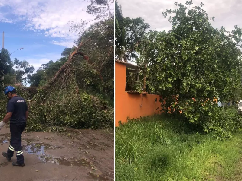 Ciclone atinge litoral de SP com ventos de 99 km/h e causa quedas de árvores