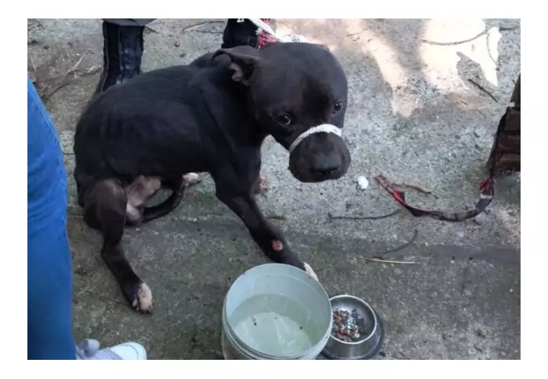 Cão pitbull é resgatado acorrentado em casa abandonada em Barra Mansa
