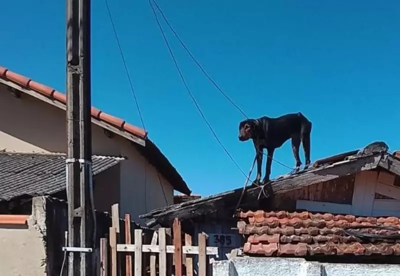 Cão resgatado com corda no pescoço perto de fiação em Cerqueira César