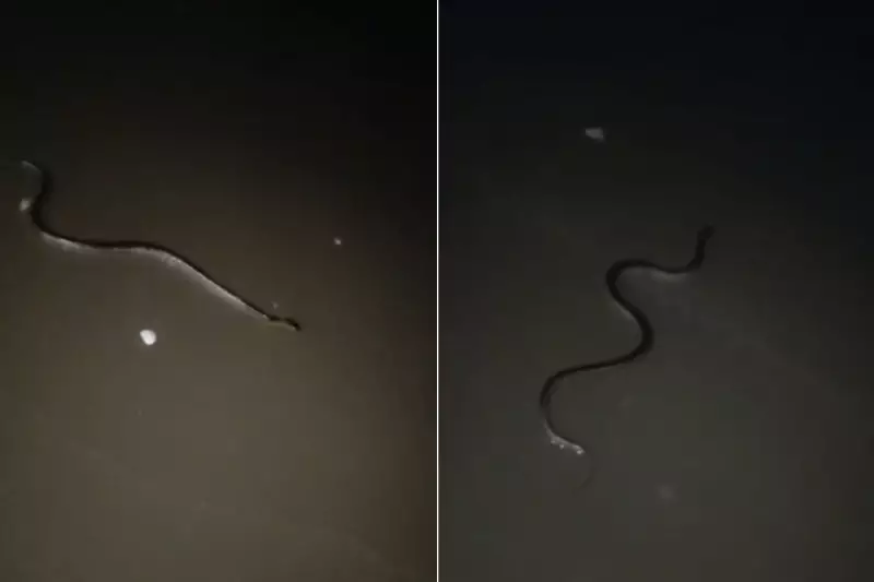 Cobra-d'água é flagrada em praia de Bertioga e assusta família