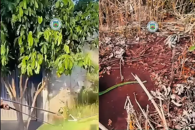 Cobra verde assusta moradores em Dourados ao se camuflar em árvore