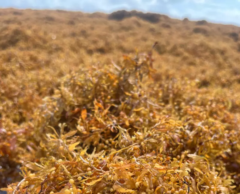 Colunista da VEJA anuncia merecido recesso: saiba quando Matheus Leitão retorna com análises exclusivas