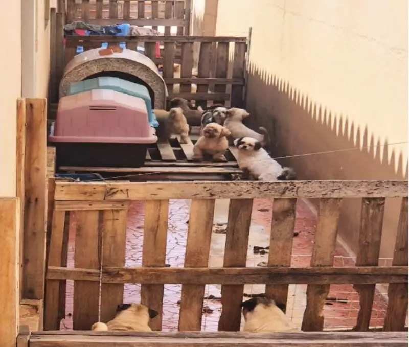 Condenação Histórica: Casal Recebe 4 Anos de Prisão por Maus-tratos a 23 Cães em Iracemápolis