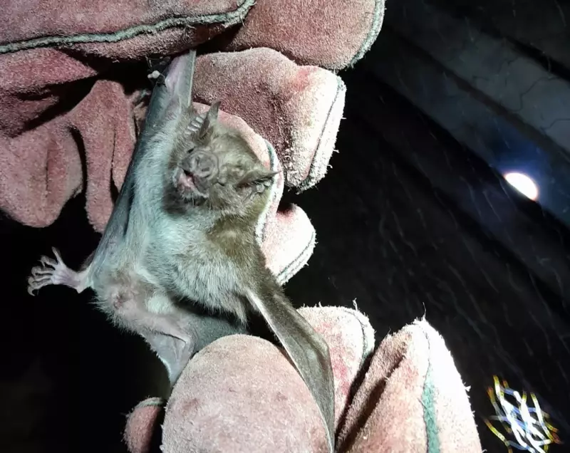 Controle de morcegos hematófagos é realizado em aldeia Krahô no Tocantins