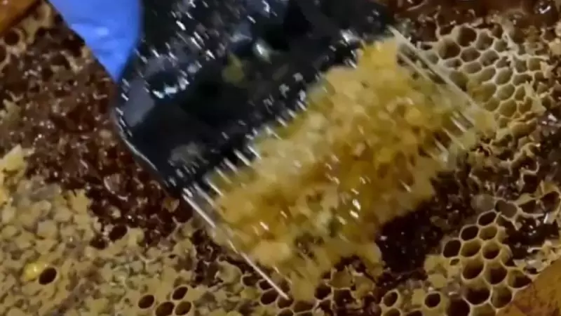 Cooperativa em PE Revoluciona Produção de Mel com Manejo Sustentável e Alcança 12 Toneladas Anuais