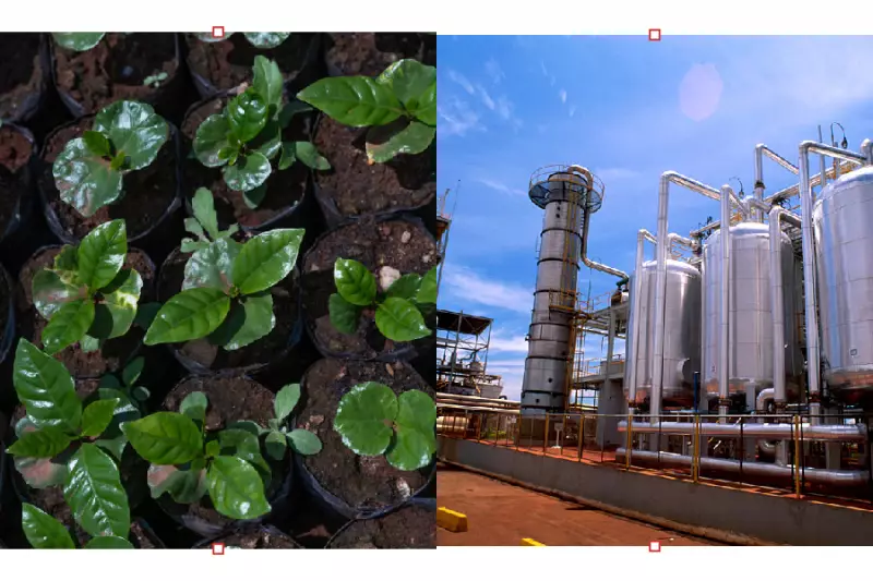 COP 30: Brasil testa liderança climática entre agro e sustentabilidade