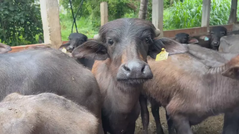 Criadores de búfalos em SP aumentam produção com manejo técnico