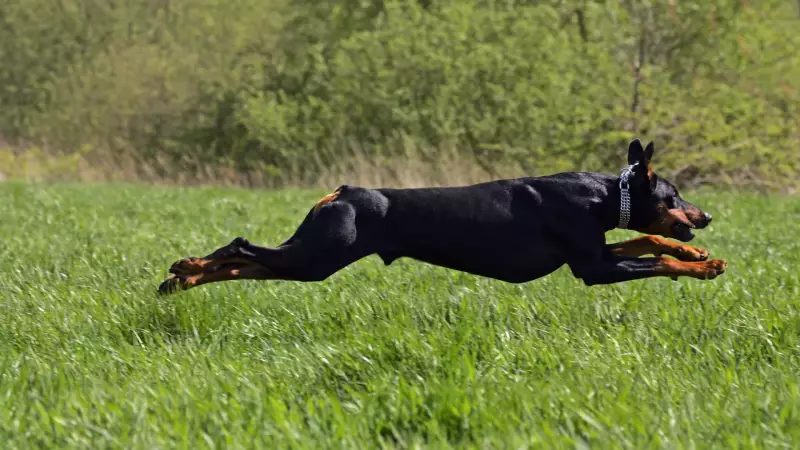 Descubra as raças de cães mais preguiçosas e ativas do mundo