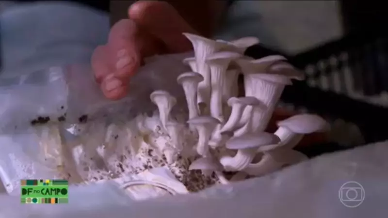 DF no Campo: Guia Completo do Agronegócio no Distrito Federal - Novembro 2025