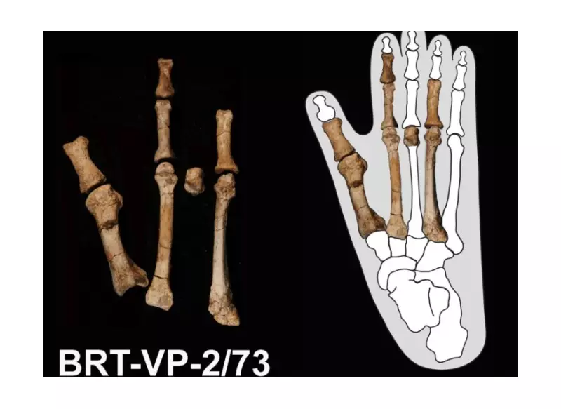 Dois ancestrais humanos coexistiram há 3,4 milhões de anos na Etiópia