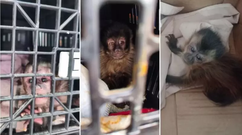 Dois homens detidos com 4 macacos-prego em Araraquara, multa de R$ 56 mil