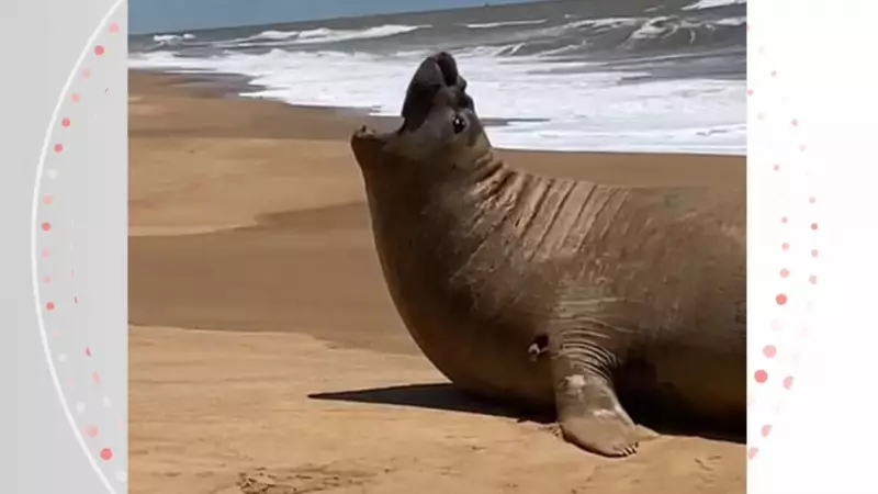 Elefante-marinho surpreende banhistas ao aparecer em praia do Espírito Santo | Vídeo