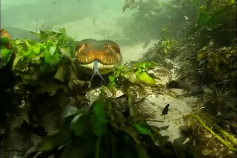 Expedição rara flagra acasalamento mortal de sucuris em Bonito