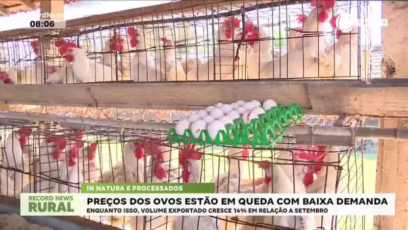 Exportações de ovos do Brasil batem recorde em outubro